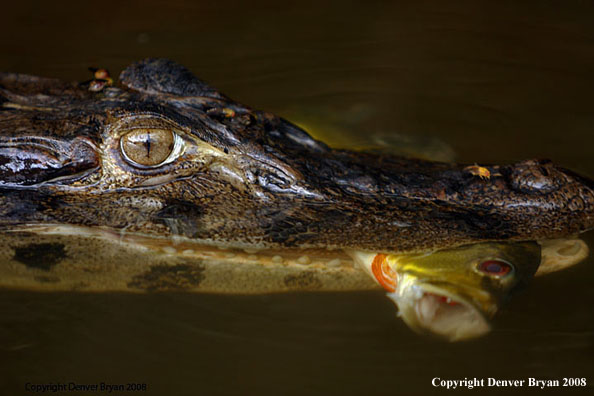 Caiman with peacock bass in mouth