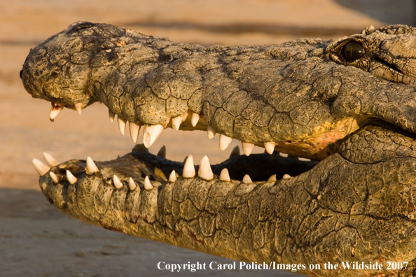 Crocodile in habitat