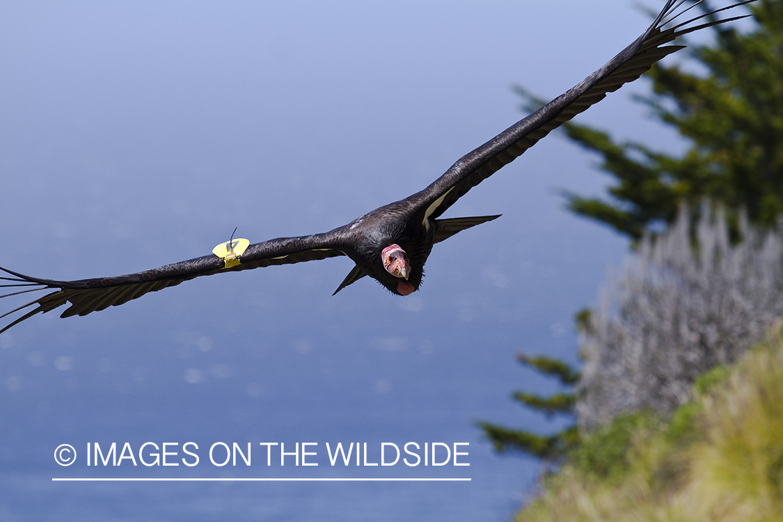 California Condor wearing wing tag in flight. 