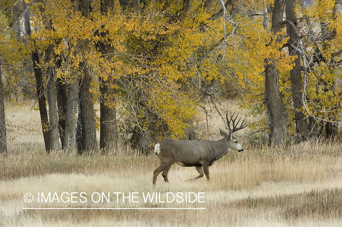 Mule deer in habitat.