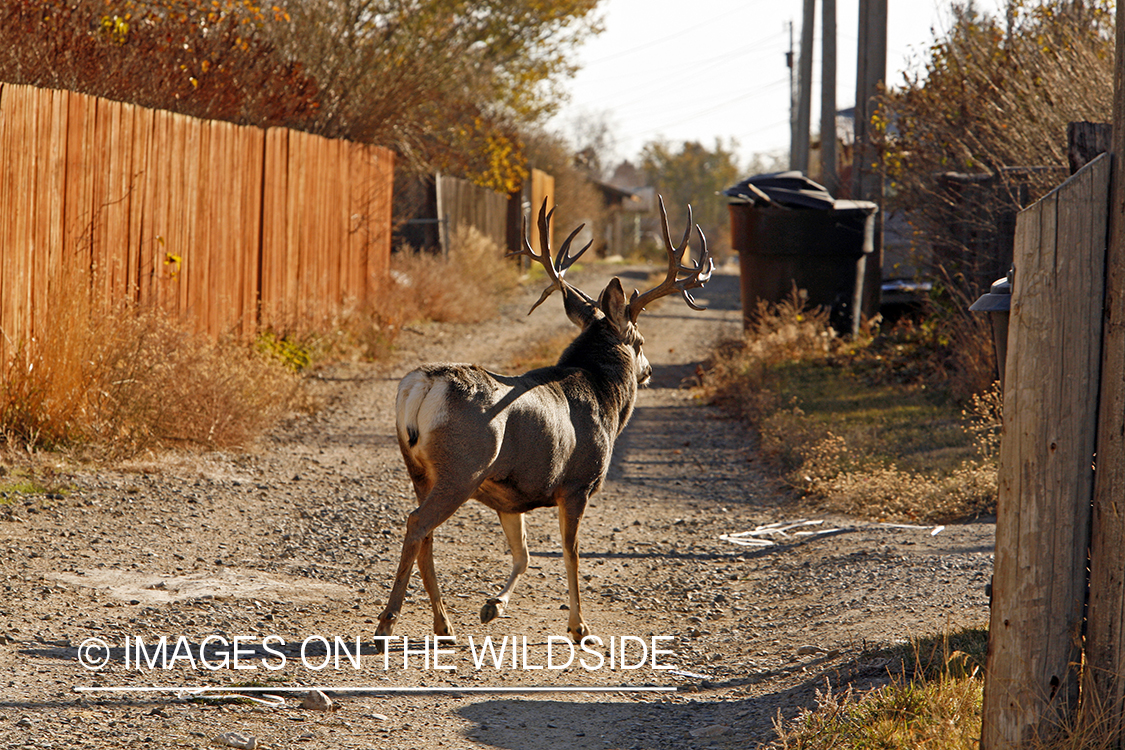Mule deer in urban setting