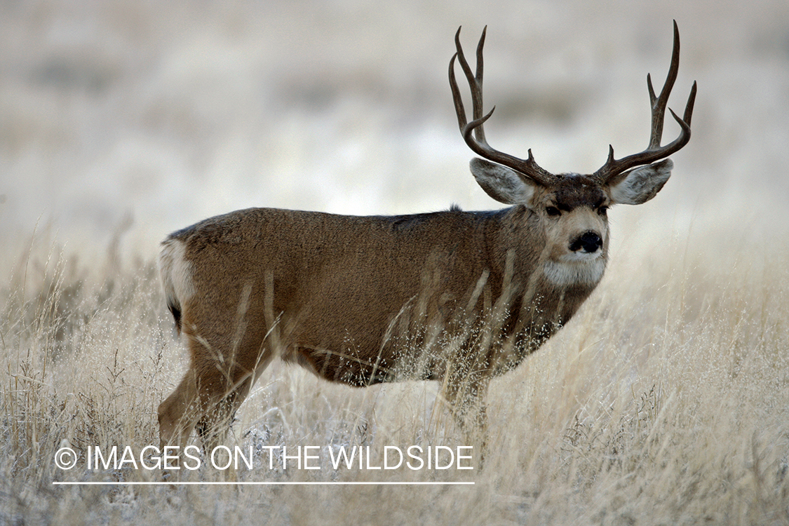 Mule deer 