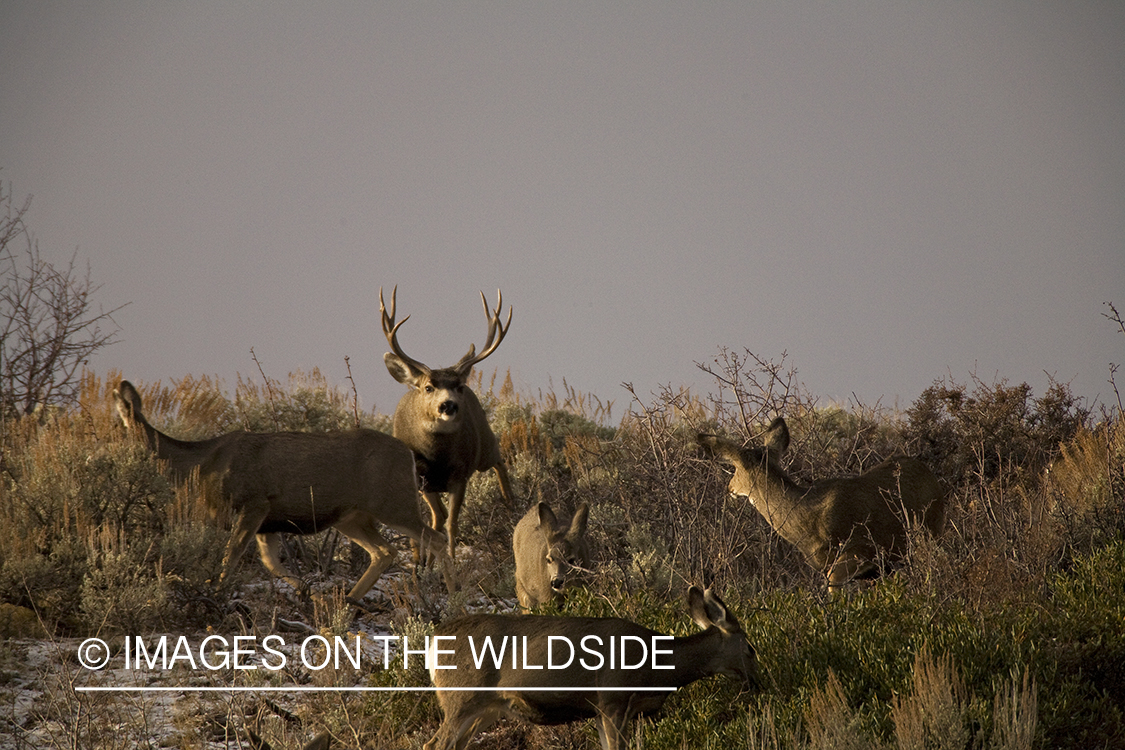 Mule deer 