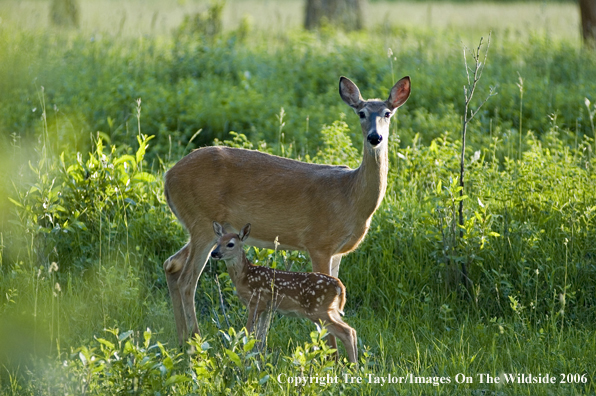 White-tailed deer with fawn in habitat.