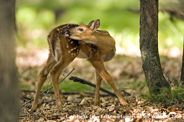 White-tailed fawn in habitat.