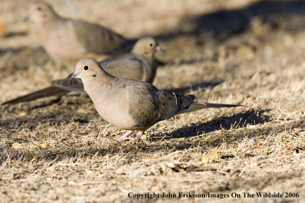 Mourning doves in habitat.
