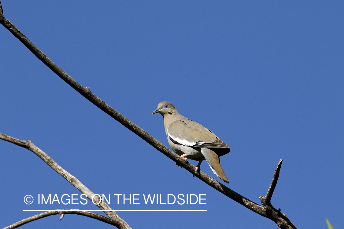 White-winged Dove perched in tree.