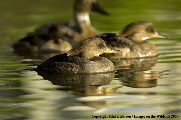 Hooded Mergansers in habitat