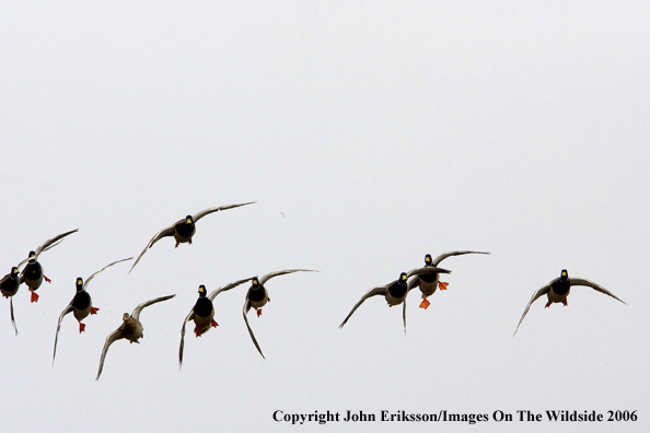 Mallard ducks in habitat.