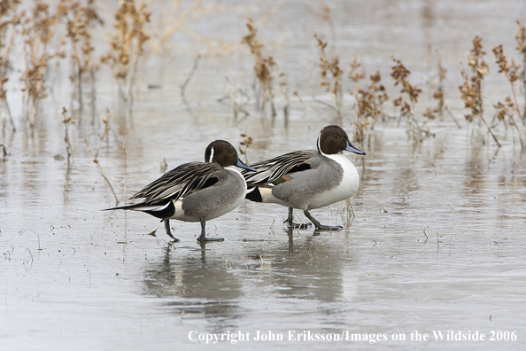 Pintail ducks in habitat.