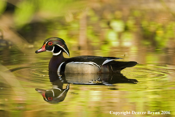 Close-up of a Wood duck drake swimming.