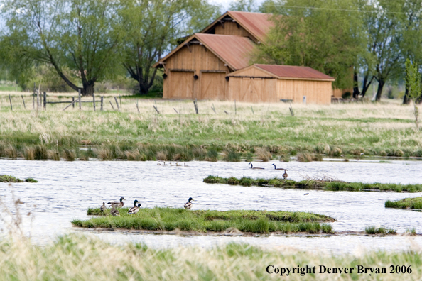 Ducks in wetland habitat next to farm house.