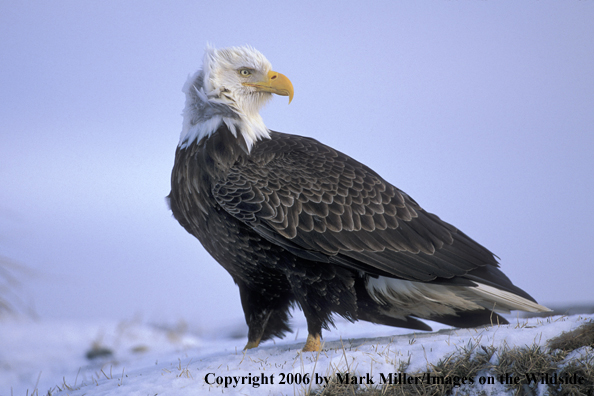 Bald Eagle in habitat.