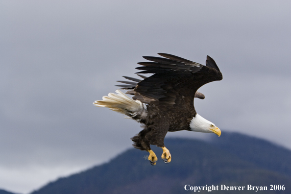 Bald Eagle in flight.
