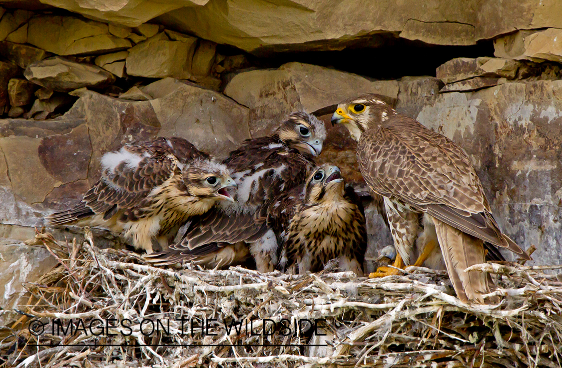 Prairie falcon with young in nest.