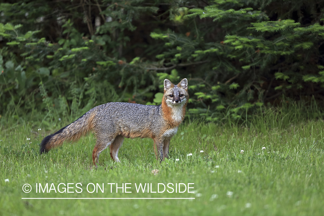 Gray fox in habitat.