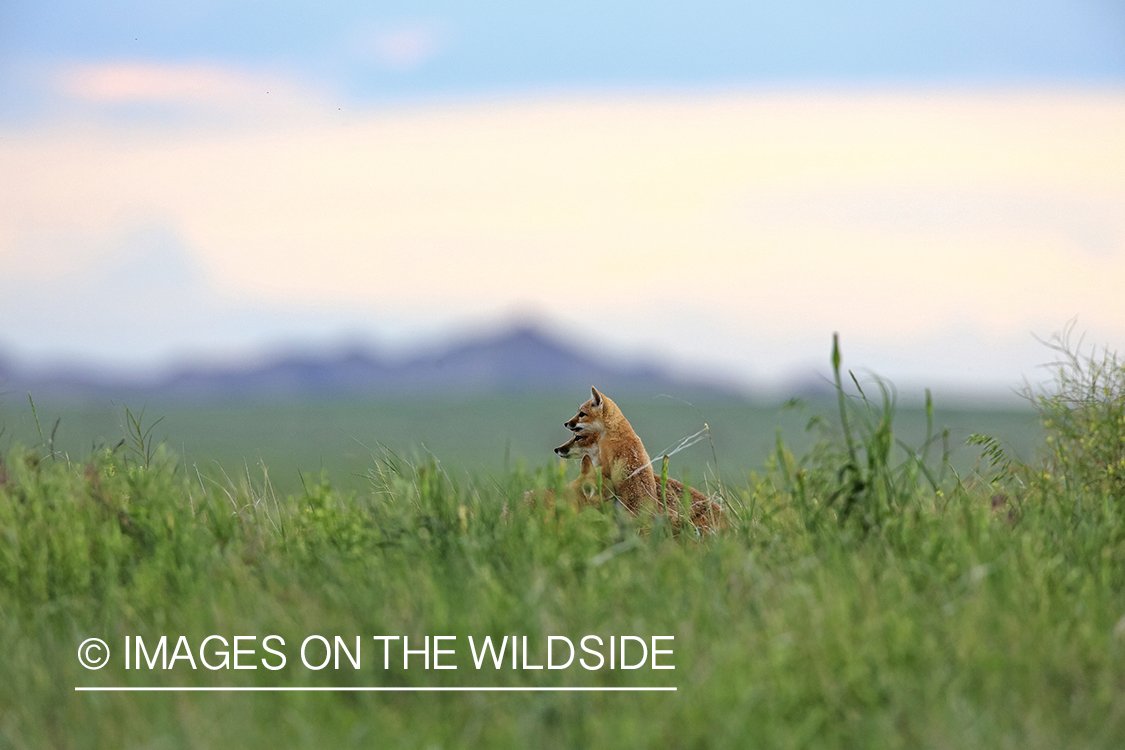 Swift fox kits in habitat.