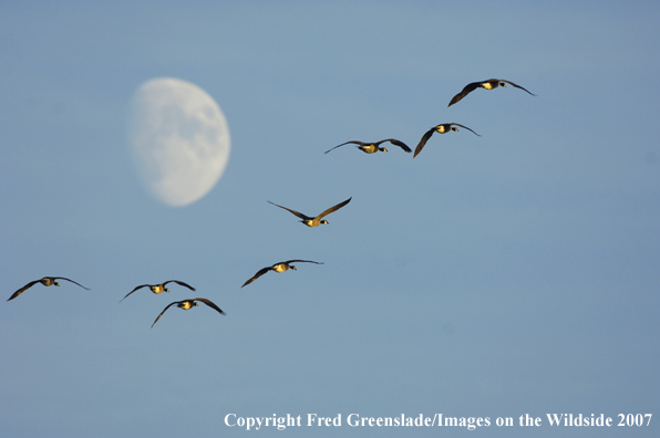 Canadian Geese in flight toward moon