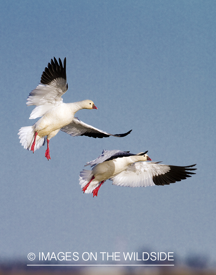 Ross's geese in flight.