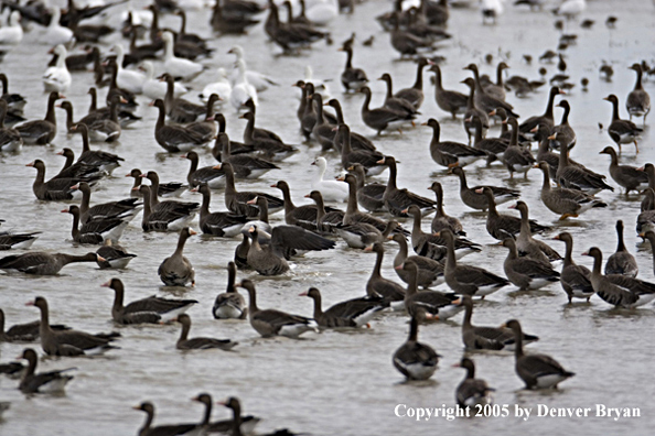 Flock of white-fronted geese on ice.