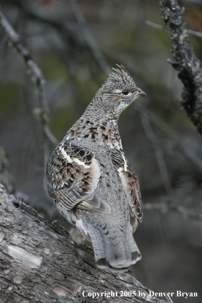 Ruffed grouse in habitat.
