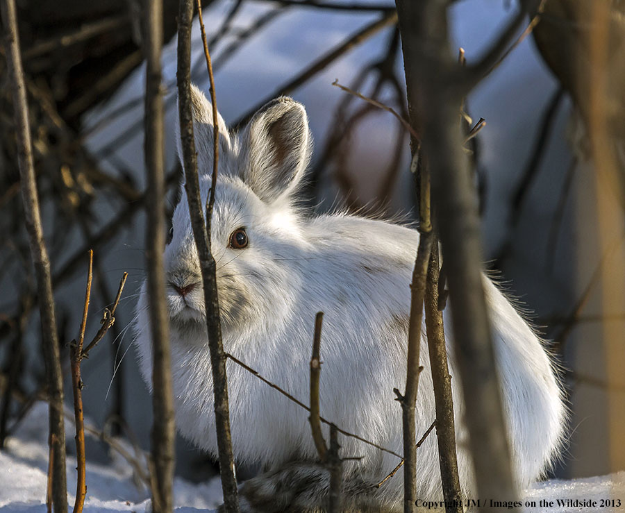 Snowshoe hare in habitat.