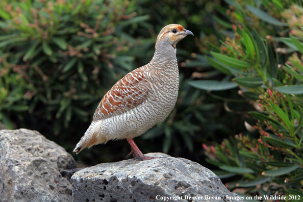 Francolin in habitat. 