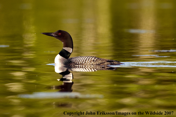 Loon in habitat