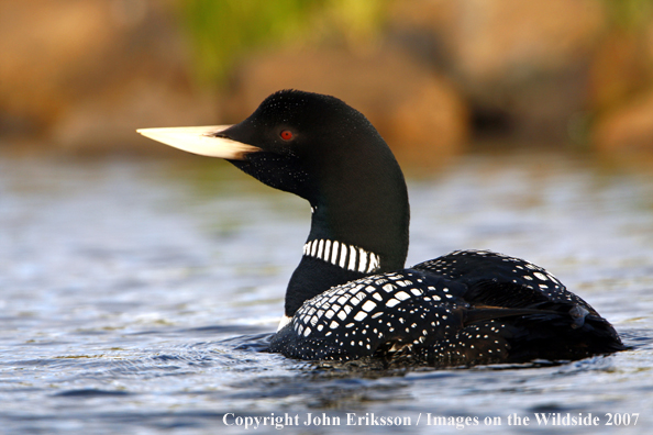 Yellow-billed Loon in habitat