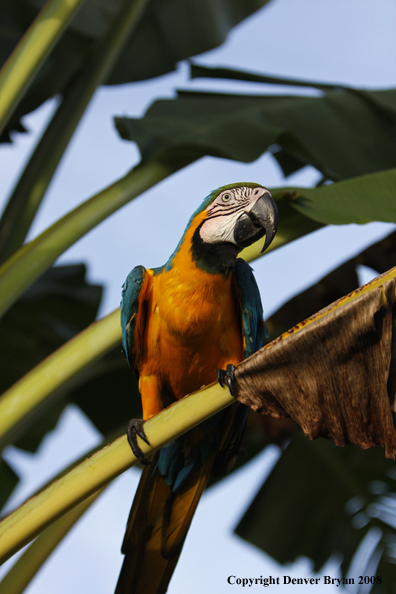 Blue Gold Macaw