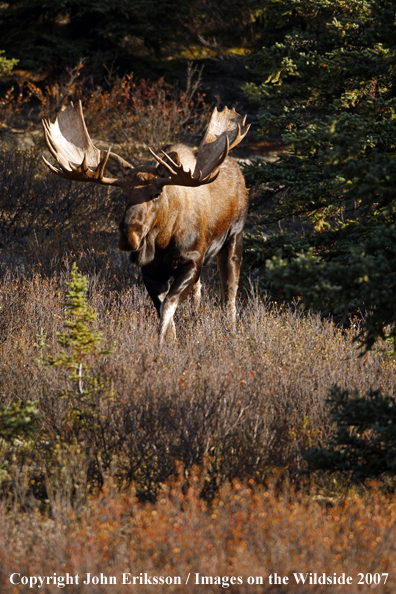 Moose in habitat