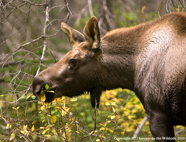 Cow moose in habitat. 
