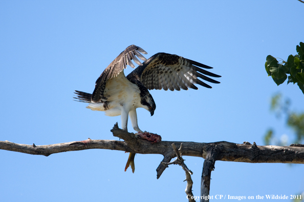 Osprey with fish. 