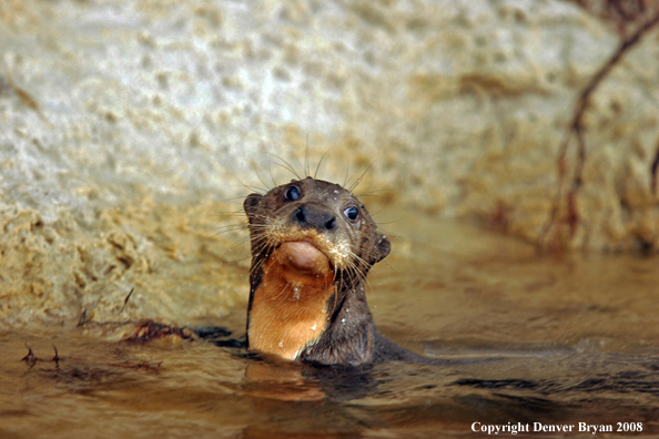 Giant River (Amazon) Otter