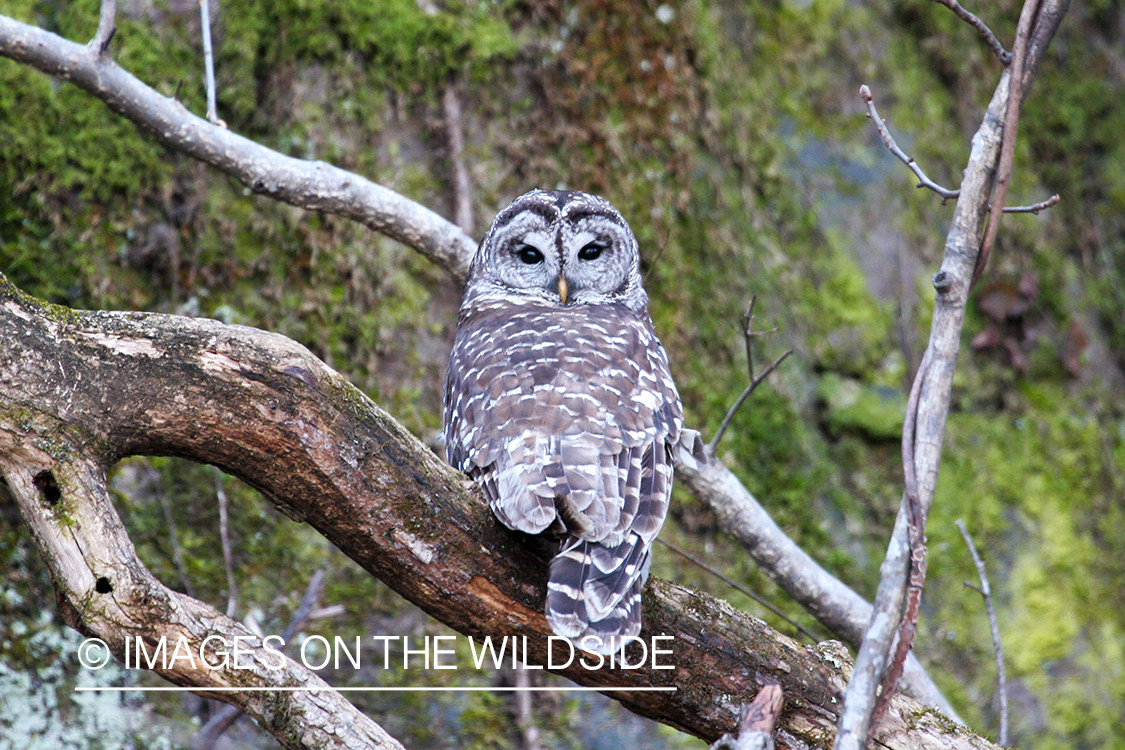 Barred Owl perched on branch.