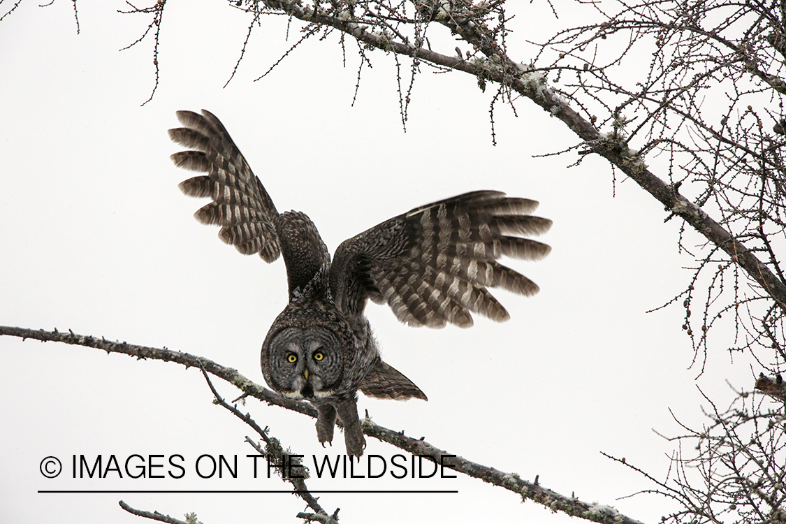 Great Gray Owl
