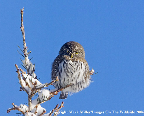 Pygmy Owl.