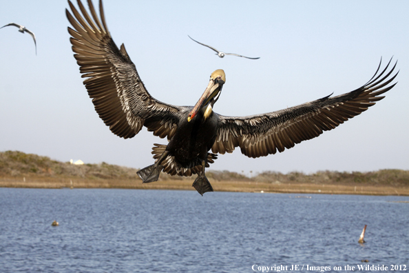 Brown pelican in flight. 