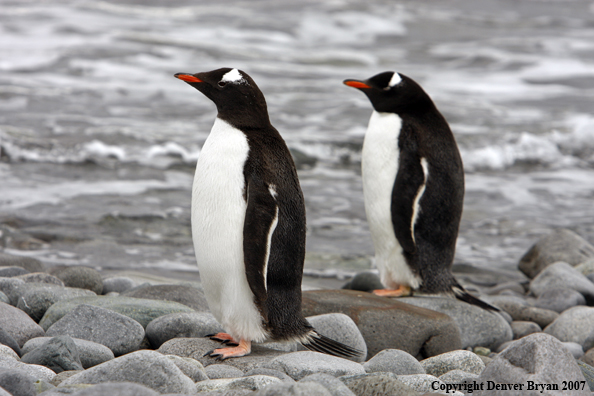Gentoo Penguin in habitat