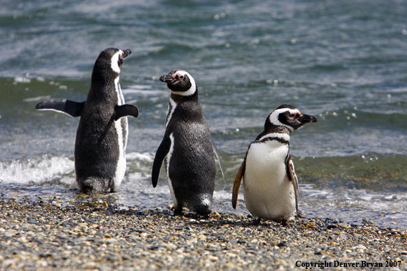 Magellanic Penguin in habitat