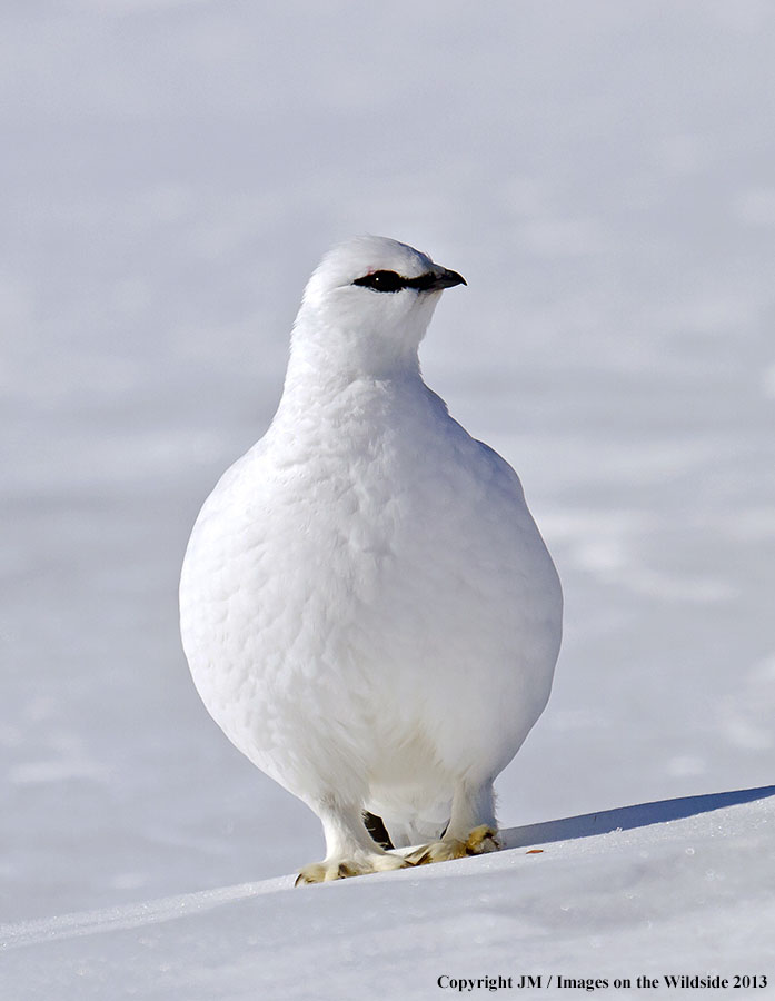Rock ptarmigan in habitat.