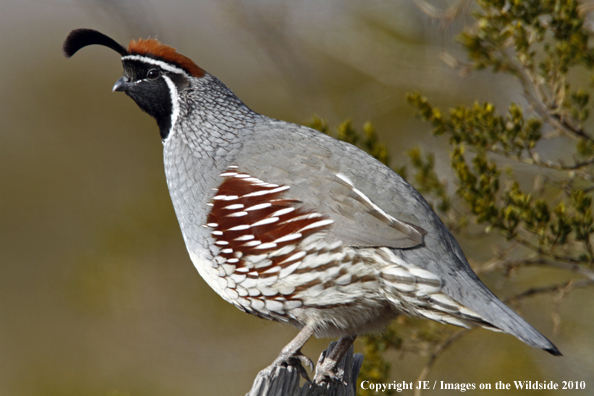 Gamble's Quail in habitat.