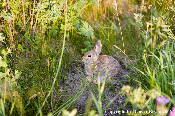 Cottontail Rabbit