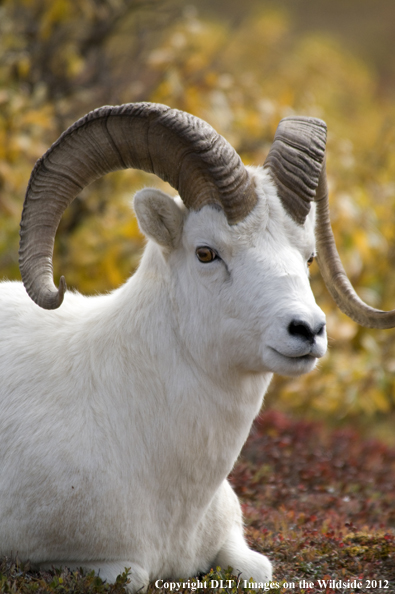 Dall sheep in habitat. 