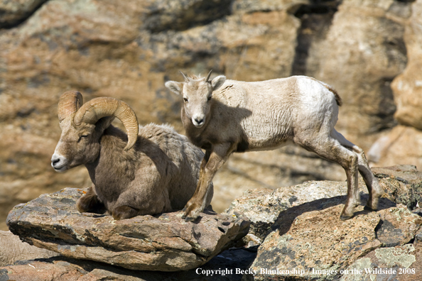 Desert Bighorn Sheep