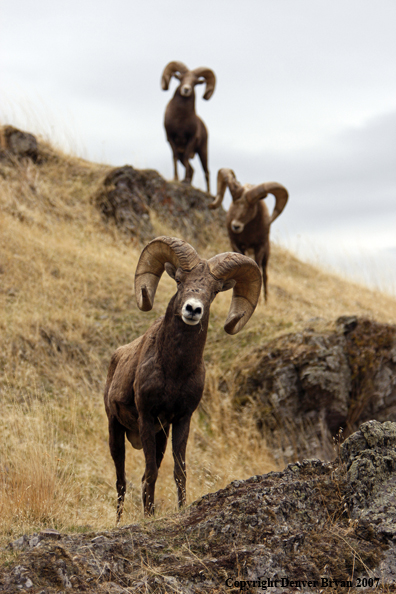 Rocky Mountain Big Horn Sheep