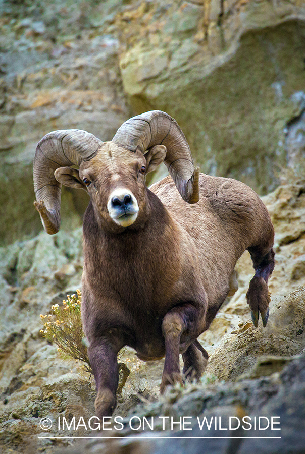 Bighorn sheep ram in habitat.