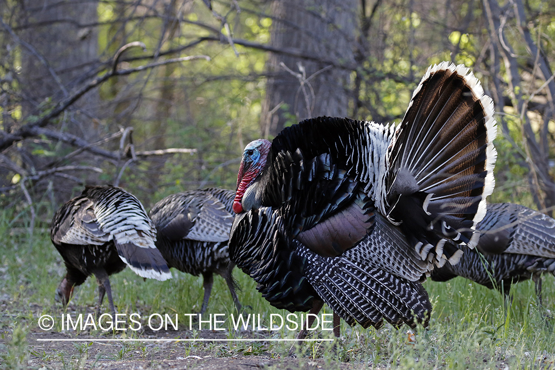 Gould's Turkey in habitat.