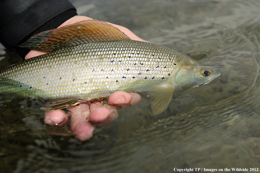 Alaskan Grayling. 