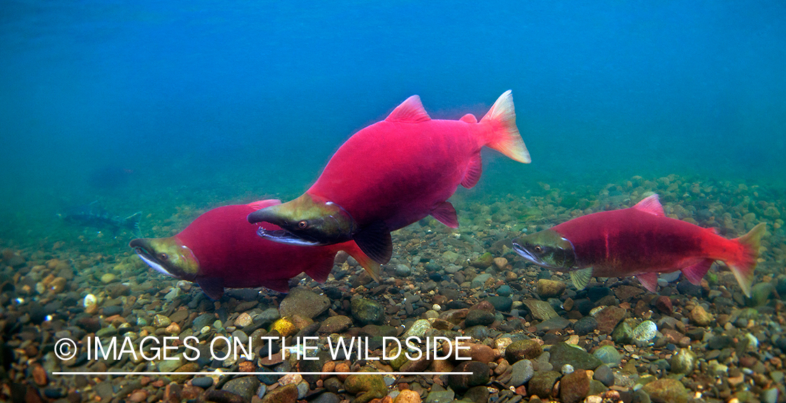 Alaskan Sockeye Salmon